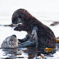 Mother Mom Sea Otter Holds Pup 7 of 9 Sea Otter (Enhydra lutris), female, marine mammal, with her baby pup