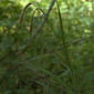 Carex pendula (Pendulous Sedge / Hangende zegge) 0250