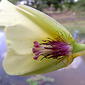 Hydrocleys nymphoides (Humb. & Bonpl. ex Willd.) Buchenau