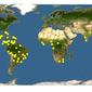Discover Life: Point Map of Chromolaena odorata