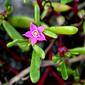 native sea purslane