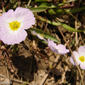 Baldélia-ranunculada // Lesser Waterplantain (Baldellia ranunculoides)