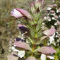 Acanto ou Erva gigante // Bear's Breech (Acanthus mollis)