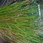 Eleocharis erythropoda