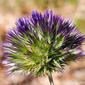 Cardo-de-isca (Echinops strigosus)