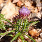 Cardo-coroado (Atractylis cancellata)