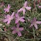 annual mitra, Stephanomeria exigua ssp. exigua